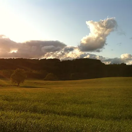 Bea Hive أسترزيتش